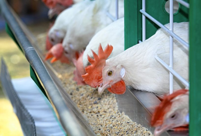 prix d'un poulet fermier