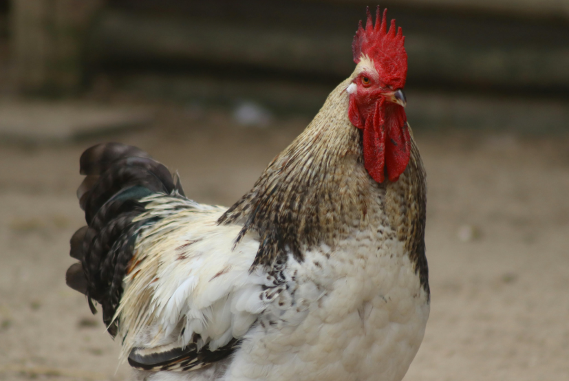 Quel est le prix d'un chapon fermier au kg