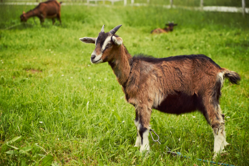 Combien de temps vit une chèvre