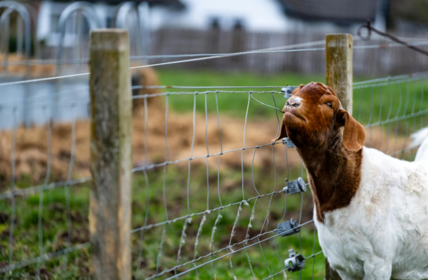 Combien de temps vit une chèvre