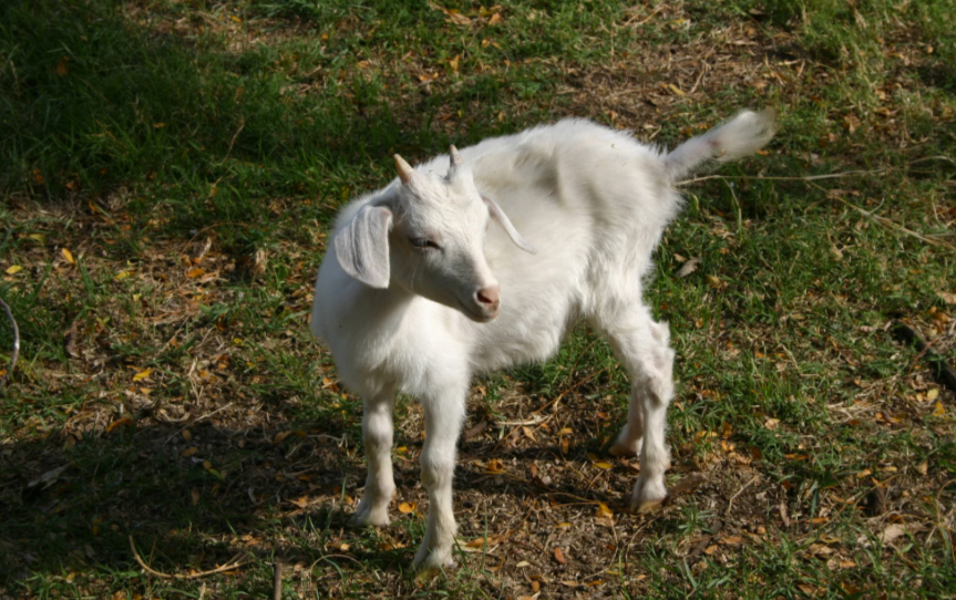 Combien de temps vit une chèvre