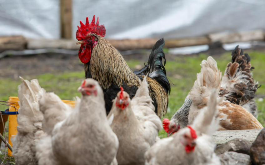 Pourquoi mes poules ne pondent plus