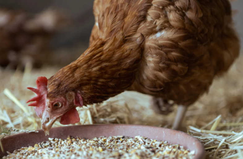 Pourquoi mes poules ne pondent plus