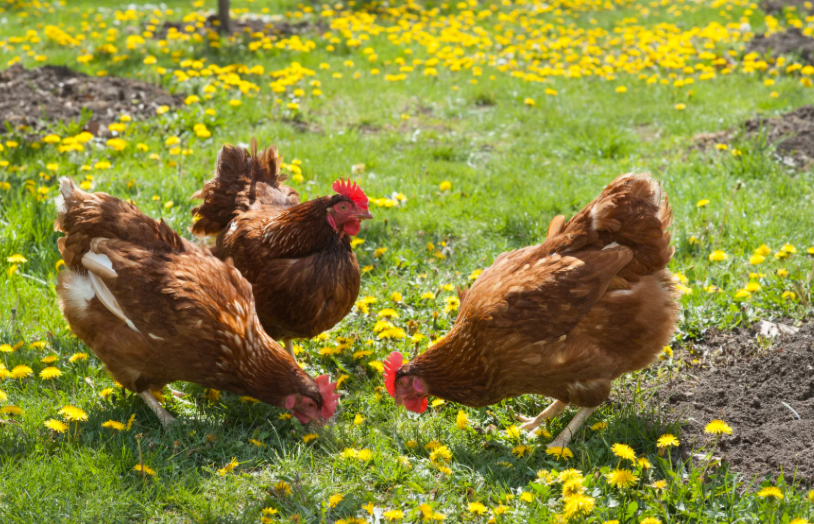 Pourquoi mes poules ne pondent plus