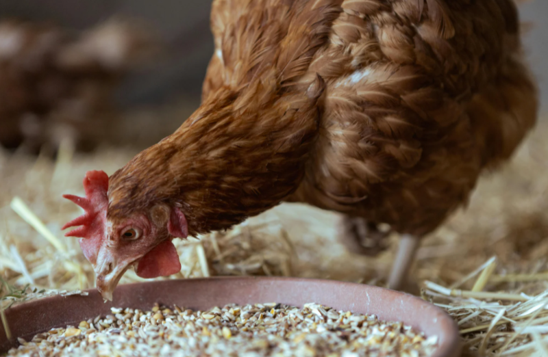 Peut-on manger les œufs des poules qui ont des poux