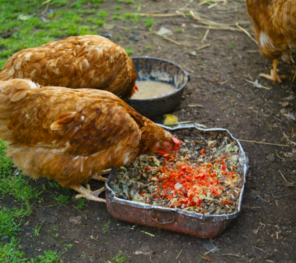Pourquoi les poules mangent leur oeufs