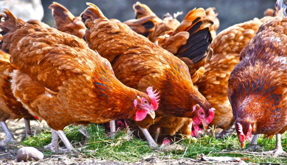 Pourquoi les poules mangent leur oeufs