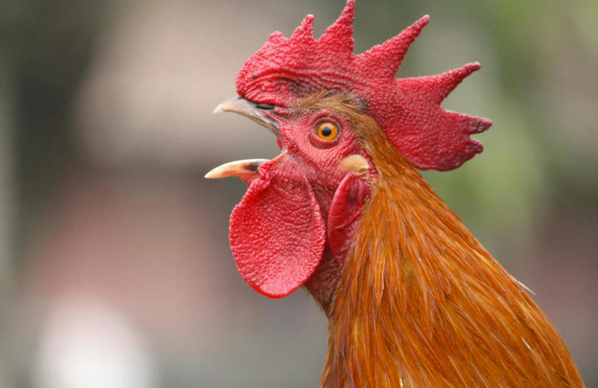 prix d'un chapon fermier au kg