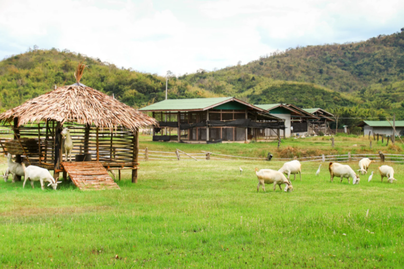 Faut-il enfermer les chèvres la nuit