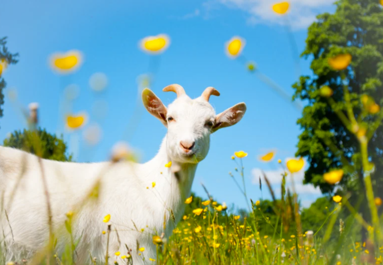 Faut-il enfermer les chèvres la nuit