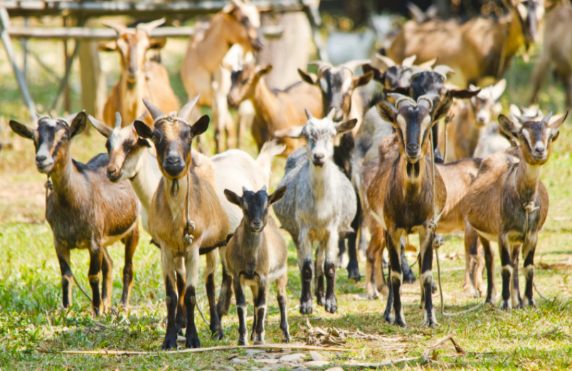 Faut-il enfermer les chèvres la nuit