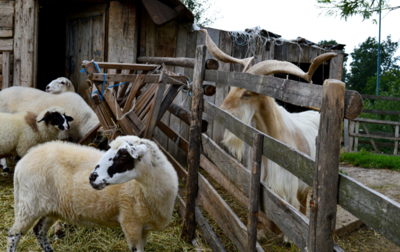 clôture pour chèvre