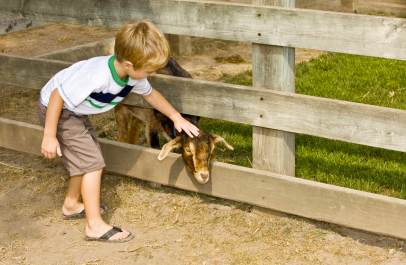 clôture pour chèvre