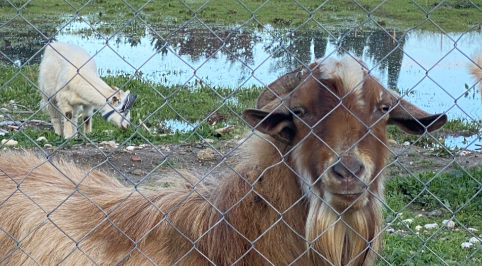 clôture pour chèvre
