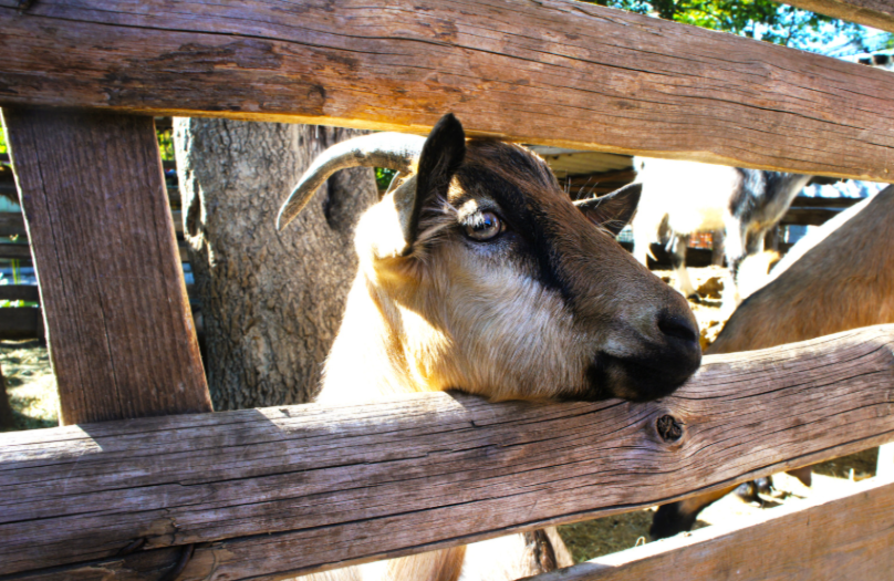 clôture pour chèvre