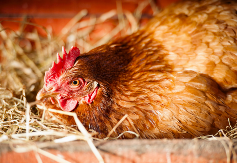 Combien de temps une poule couve