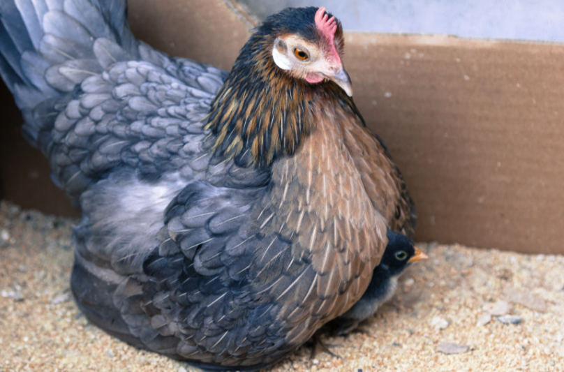 Combien de temps une poule couve