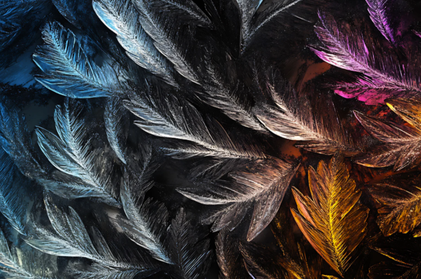 Comment traiter une poule qui perd ses plumes