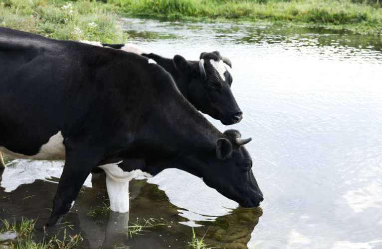 consommation d'eau d'une vache par jour