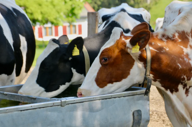 consommation d'eau d'une vache par jour