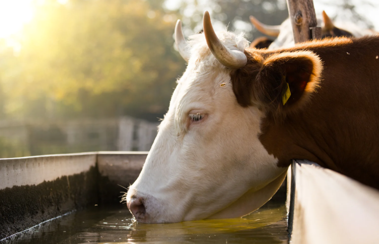 consommation d'eau d'une vache par jour
