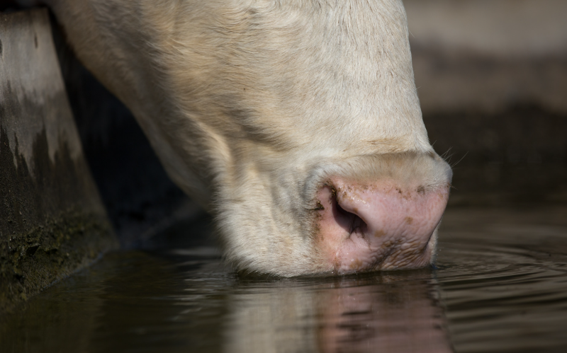 consommation d'eau d'une vache par jour