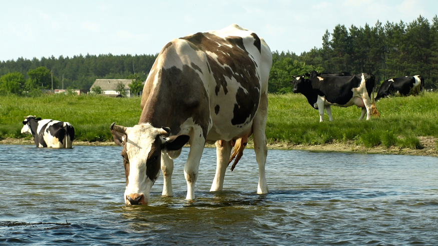 consommation d'eau d'une vache par jour