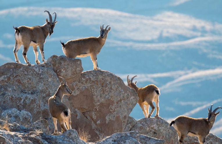 race chèvres poitevines