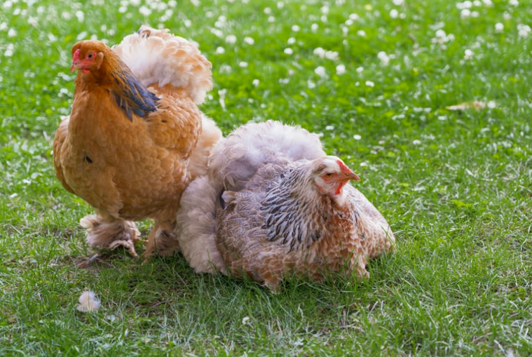 reconnaitre une poule malade et la soigner