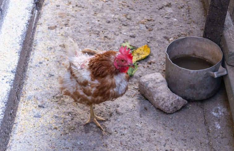reconnaitre une poule malade et la soigner