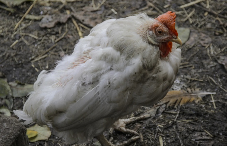reconnaitre une poule malade et la soigner