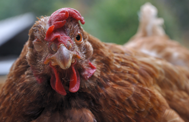 reconnaitre une poule malade et la soigner