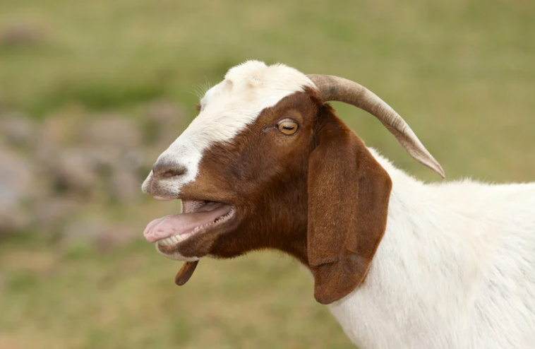 Chèvre malade