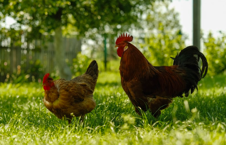 Combien de poules pour un coq