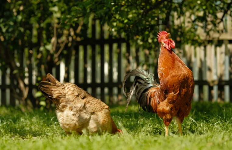 Combien de poules pour un coq