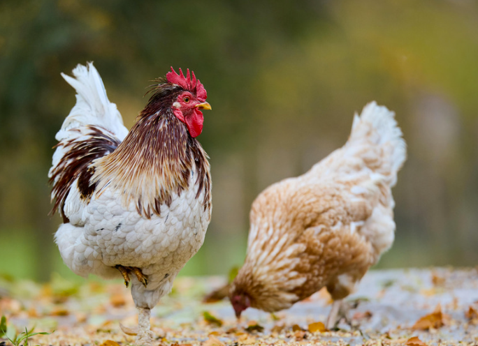 Combien de poules pour un coq