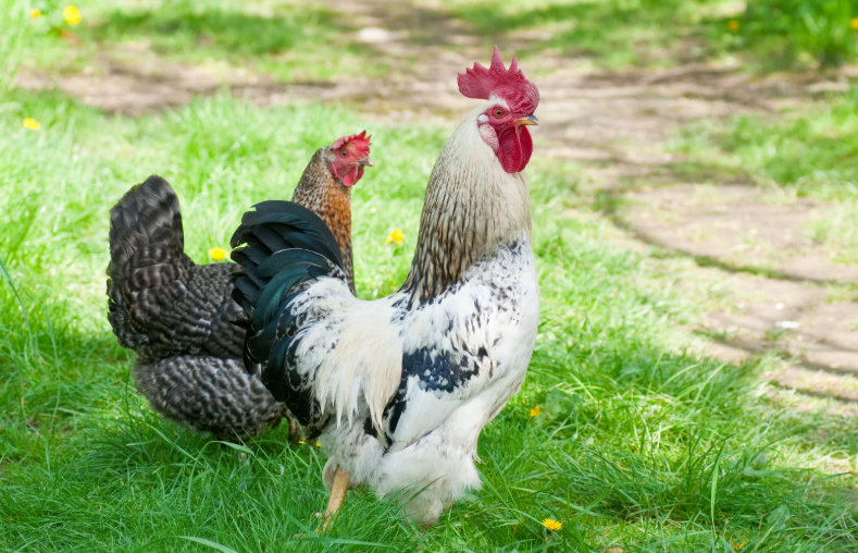 Combien de poules pour un coq