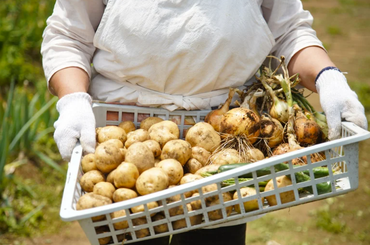 Quand récolter et conserver les oignons