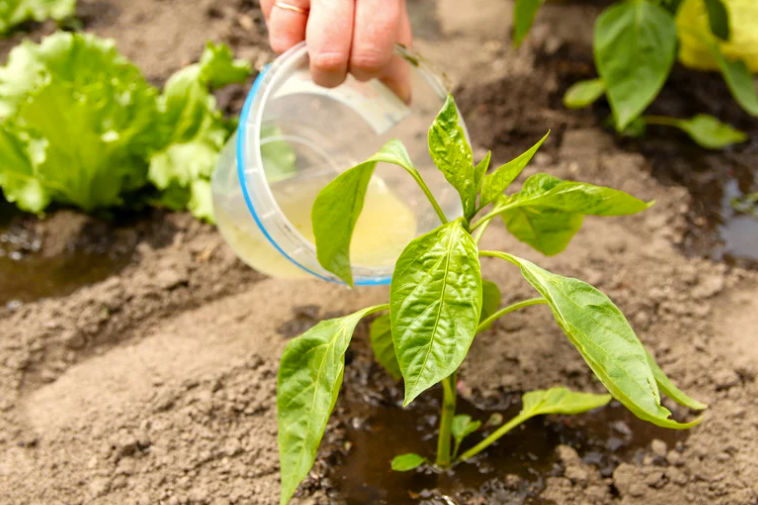 Quand récolter et conserver les oignons