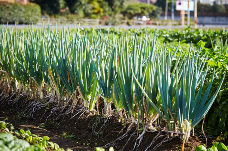 Quand récolter et conserver les oignons