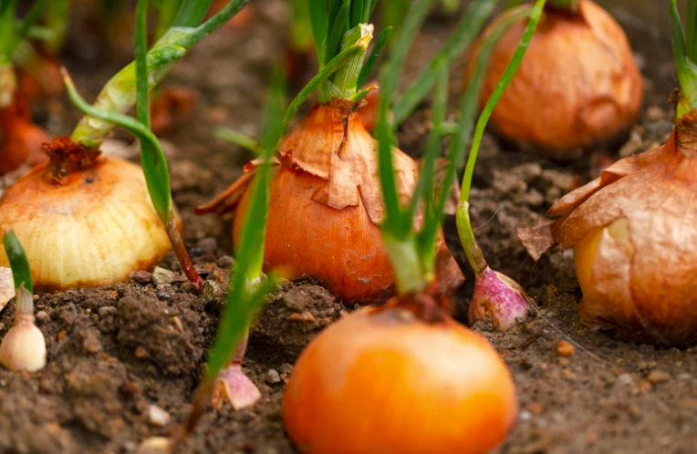 Quand récolter et conserver les oignons
