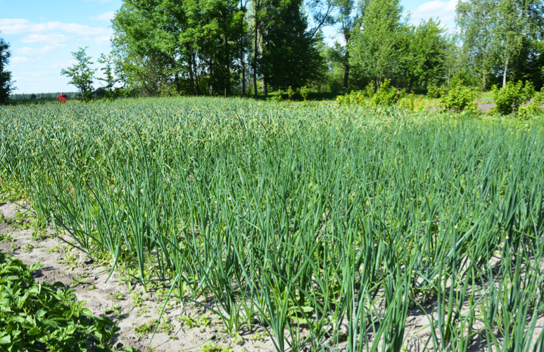 Quand récolter et conserver les oignons