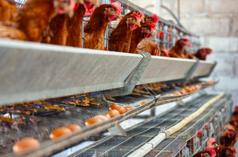 prix d'une poule pondeuse