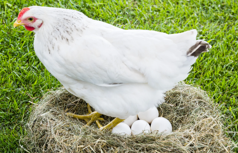 prix d'une poule pondeuse