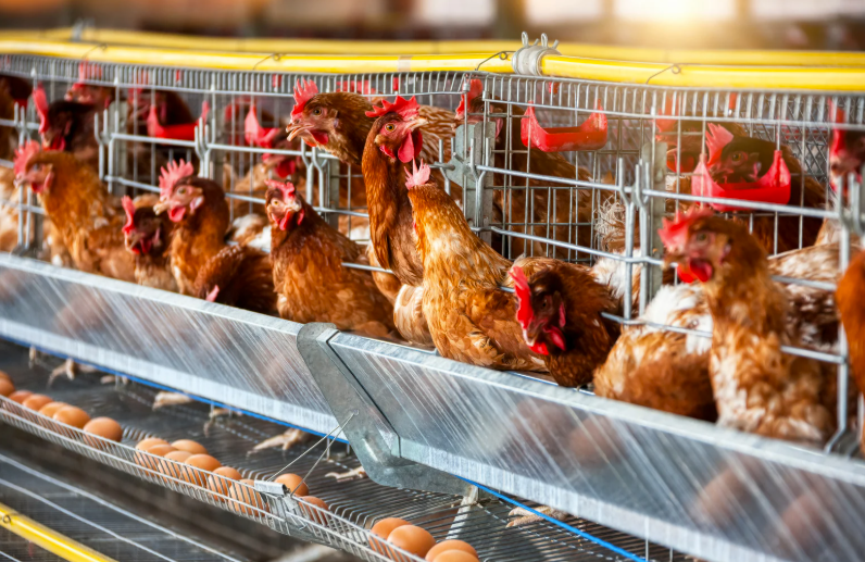 prix d'une poule pondeuse