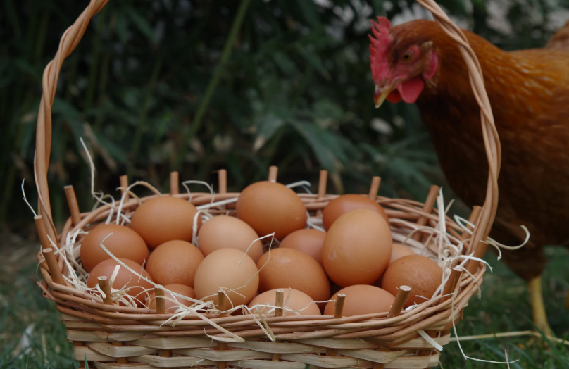 prix d'une poule pondeuse