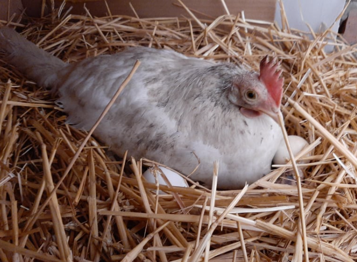 quel est le prix d'une poule pondeuse