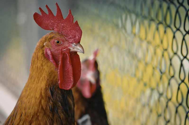 Comment automatiser la porte du poulailler