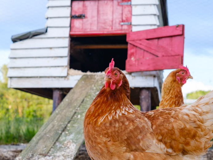 Comment automatiser la porte du poulailler