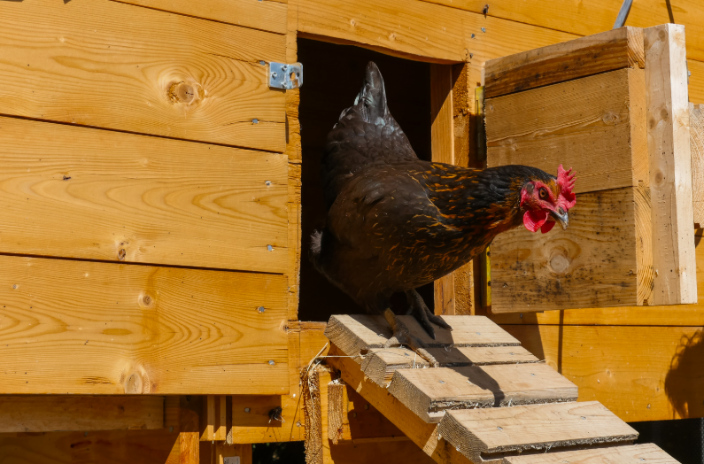 Comment automatiser la porte du poulailler